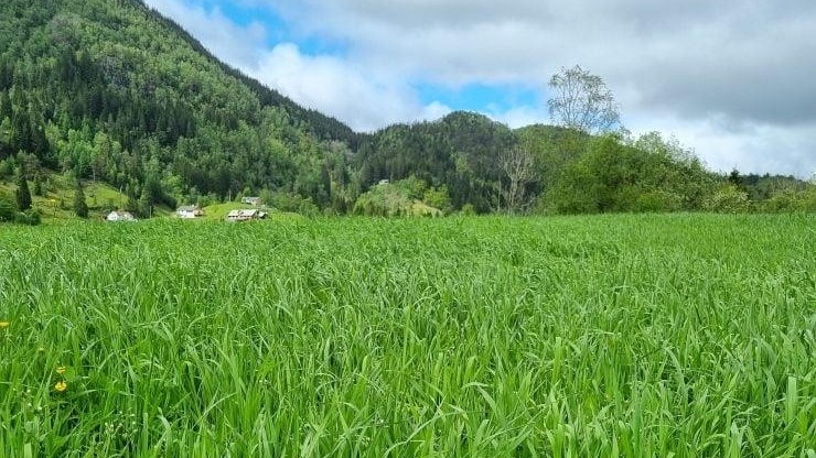 Lenke til artikkel: Tilskot til klimarådgjeving vert fornya