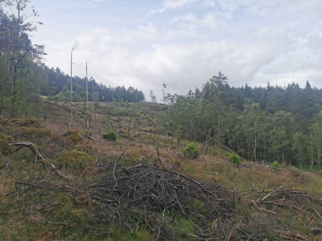 Terreng der skogen er vekke - Klikk for stort bilde